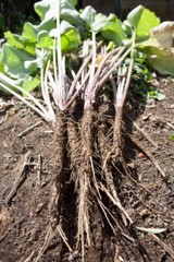 Pure Herbs: Burdock – 4 oz.