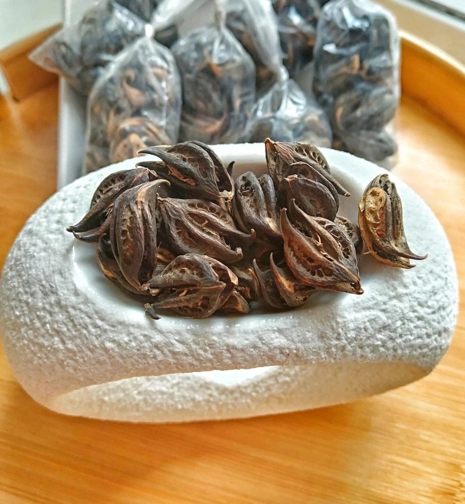 Martynia Annua, Griffe De Lion /lion Claw’s Seed (10 Claws in Pack)