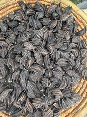 Martynia Annua, Griffe De Lion /lion Claw’s Seed (20 Claws in Pack)