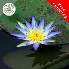 Dried Rare Real Egyptian Blue Lotus Flower(Nymphaea nouchali var.caerulea)Ceylon