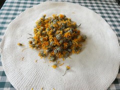 Calendula ~ Fresh Dried
