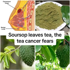 Dried Soursop Graviola Leaves Herbal Tea 100% Organic Hojas De Guanabana Leaf