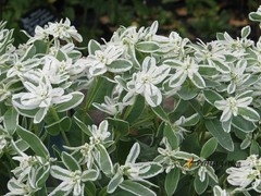 100 Seeds Euphorbia Marginata Snow On The Mountain Variegated Spurge Small Plant