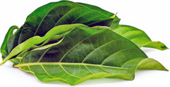 200+ Organic Dried Noni Leaves Herbal Morinda Citrifolia Indian Mulberry Tea
