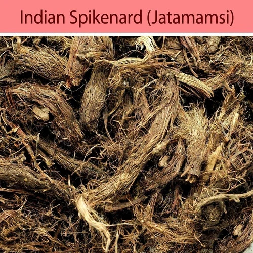 Jatamansi Root Original Balchad Jatamasi Indian Spikenard Nardostachys Jatama