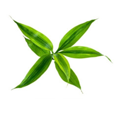 Insulin Plant Leaf Powder Costus Igneus Leaves Tea Thebu Diabetic Organic Herbal