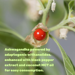 Ashwagandha Extract with Black Pepper Extract, 240 Softgels – Ayurvedic Root Ext