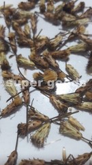 Mexican Dream Herb 10Pc Seeds Calea Zacatechichi Lucid Dream Herbal Plant