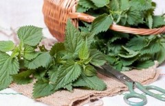Stingign Nettle Seeds ( Urtica dioica ) ORGANIC from Carpathian mountain UA