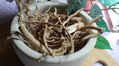 Wild Hydrangea Root – Whole Roots, 2025 Appalachian Mountains Wild Harvest