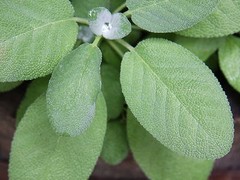 WholeSALE!! Sage Leaf PREMIUM Dried Whole-4 oz, 1 lb.