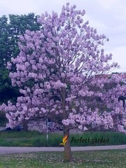 200 Seeds Paulownia Princess Tree Fastest Growing Deciduous Decorative Plants