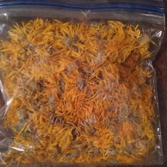 Organic Dried Calendula Marigold Flowers 100% Homegrown 1 Oz. 2023 Skincare Tea