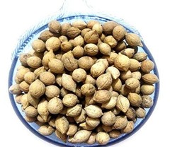 Patil Foods Putranjiva Seeds – Putrajeevak Beej