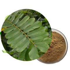 Senna Alata ORGANIC cassia candlestick candelabra bush leaf 250+ DRIED LEAVES