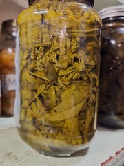 Boneset Tincture –Wild Harvested– Small Batch – 1 oz or 2 oz (Best Value)