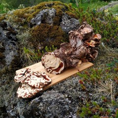 Icelandic Golden Root – Large and Old Wild Harvested Arctic Rhodiola Rosea