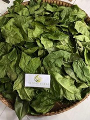 Daun Melinjo (Gnetum gnemon) Spanish Joint Fir Dried Leaves