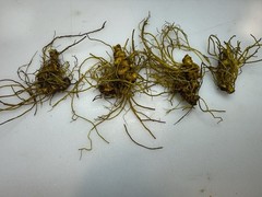 Wild Goldenseal Root Dried Whole 2026 Appalachian Harvest 1 Oz.