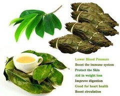 Soursop Dried Leaves- Immune boost-fight inflammation 25g