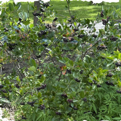 ARONIA BERRY POWDER Freeze-Dried Pure Whole IOWA Grown Super Health Antioxidants