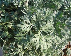 Mugwort Dried ( Artemisia Vulgaris ) 60g 120g 180g organic
