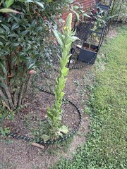 Mullein Leaf Organic Dried Cut Leaf ~ Verbascum Thapsus , Organic