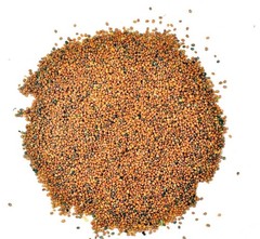 Patil Foods Taramira Seeds – Arugula Brassica Eruca