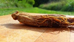 Red Panax Ginseng Root | 6 year Whole root | Ships from USA | Korean Red Ginseng