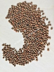 Rivea Corymbosa, All Natural Viable Untreated Seeds ~ Schmerbals Herbals
