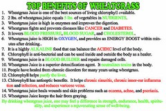 30 SuperFood Green Powder Tea Bags-Moringa•Spirulina•Wheatgrass•Kelp•Green Tea