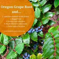 Oregon Grape Tincture: Cleans Fatty Liver & Dirty Blood, Skin Issues-Acne &Spots