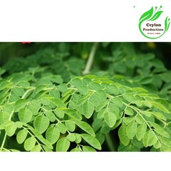 Organic Moringa Leaf Capsules 600mg Natural Moringa Oleifera Herbal Supplement
