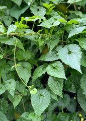 Mexican Dream Herb Dried Calea Zacatechichi Lucid Schmerbals Herbal ceylon