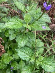 Dried Organic Blue Vervain Herb Leaves Blue Potterweed Jamaican 100g