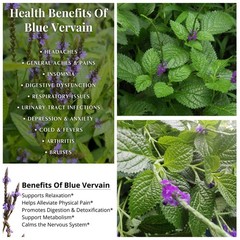 30g Dried Wild Blue Vervain Jamaican Porterweed Herb Pure 100% Free Shipping