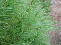 White Pine Needle Tincture/ ‘Pinus Strobus’/ Respiratory support / X-STRENGHT