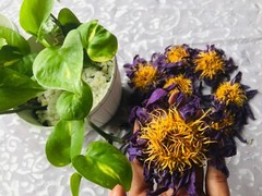 Blue Lotus NYMPHAEA CAERULEA 100% Organic Hand Picked Pure Flowers Herbal Tea