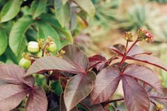 120g Dried Red Jatropha Curcas Leaves Powder – Ratanjot Laljari Yatilung Jadi