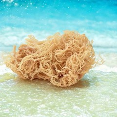  8oz 100% NATURAL RAW Wildcrafted Caribbean (Sea Moss) Inspired by Dr. sebi.