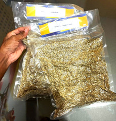 Mexican Dream Herb Calea Zacatechichi Lucid Dream Herbal Planting Fresh Seeds