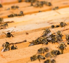 Dried Bee Podmore – Whole Dead Honeybees for Tincture, Powder, Apitherapy – 20g