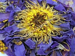 Blue Lotus, N. caerulea, Flower Siamese Dream™ ~ Schmerbals Herbals