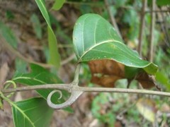 Cats Claw Herb (Unicaria tomentosa) Bark Powder Herbal Quality Herb USA