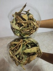 Ceylon Thebu Leaves Costus Natural Insulin Plant Organic Diabetic Tea 120g
