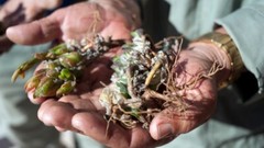 Kanna, Sceletium tortuosum, USDA Organic Fermented Dried High Mesembrin Chewable