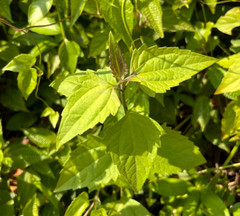Dried Mexican Dream Herb Calea Zacatechichi Lucid Herbal Organic Tea Leaves