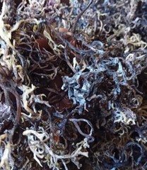 Wholesale Jamaican Saint Lucia SEAMOSS AND HERBS 100% Wildcrafted 100% Organic