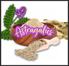 Astragalus Root Powder – High Potency Immune & Energy Herb – USA Made