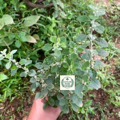 Aerva Lanata Polpala Dried Herbal Tea Organic Kidney Detox Drink Ceylon Remedy